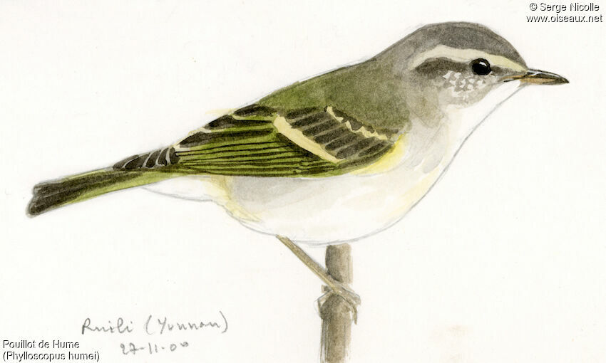 Hume's Leaf Warbler, identification