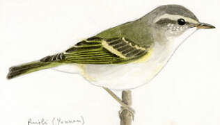 Hume's Leaf Warbler