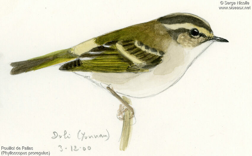 Pallas's Leaf Warbler, identification