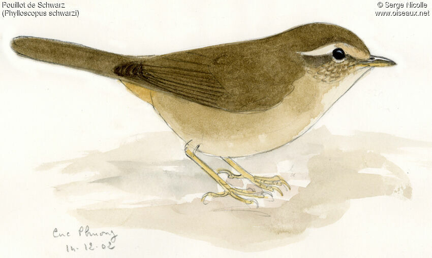 Radde's Warbler, identification