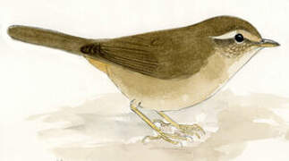 Radde's Warbler