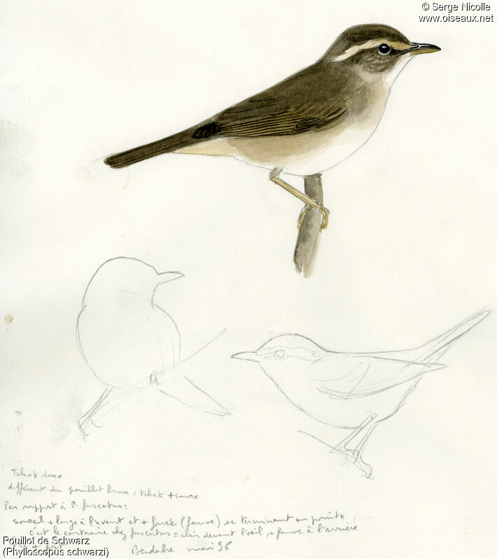 Radde's Warbler, identification