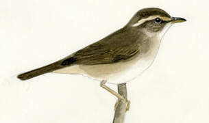 Radde's Warbler