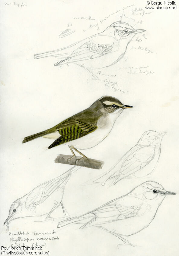 Eastern Crowned Warbler, identification