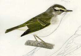 Eastern Crowned Warbler