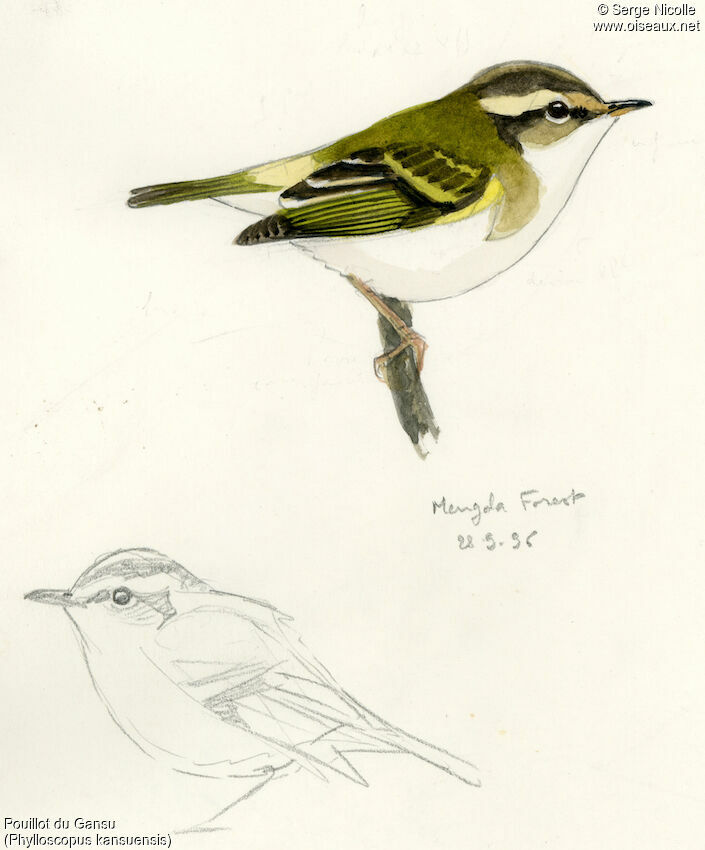 Gansu Leaf Warbler