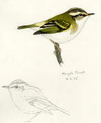 Gansu Leaf Warbler