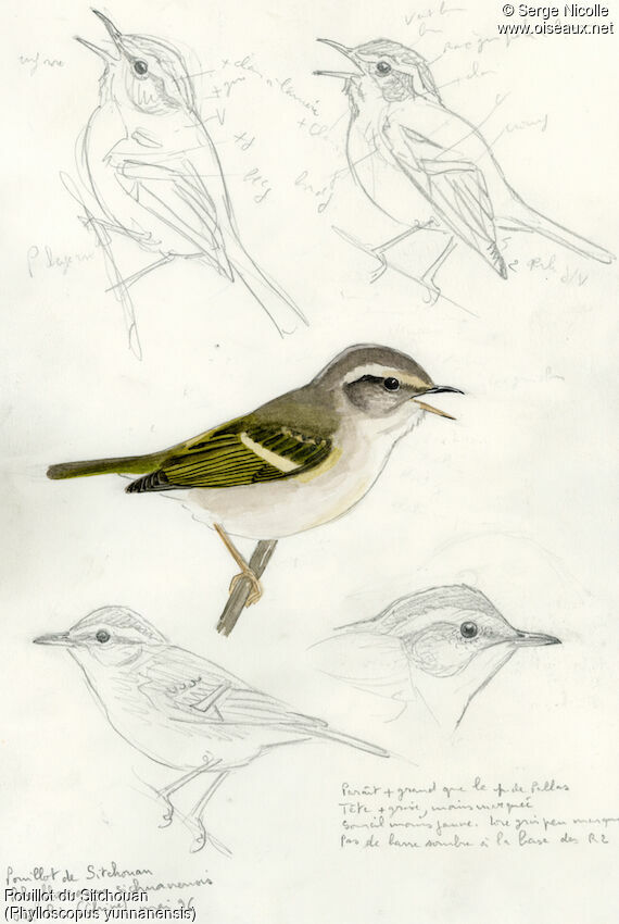 Chinese Leaf Warbler, identification