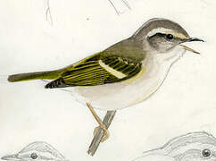 Chinese Leaf Warbler