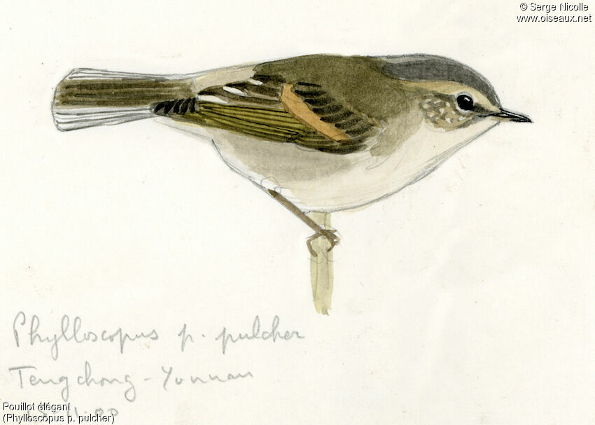 Buff-barred Warbler, identification