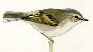 Buff-barred Warbler