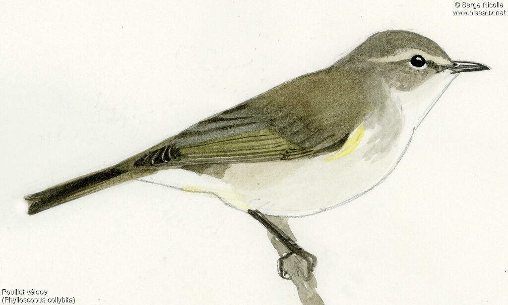 Common Chiffchaff, identification