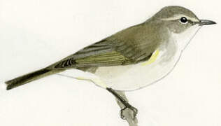 Common Chiffchaff