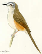 Yellow-bellied Prinia