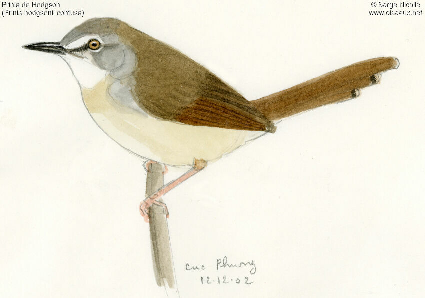 Prinia de Hodgson, identification