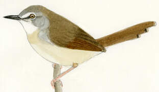 Prinia de Hodgson