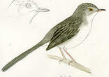 Prinia gracile