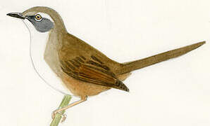 Rufescent Prinia