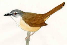 Rufescent Prinia