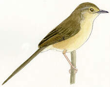 Prinia simple