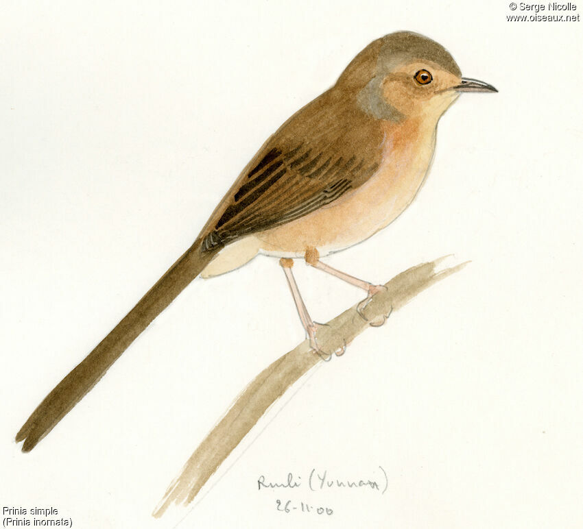 Plain Prinia, identification