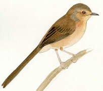 Plain Prinia