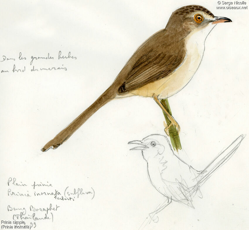 Plain Prinia, identification