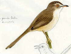 Plain Prinia