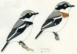 Grey-headed Batis