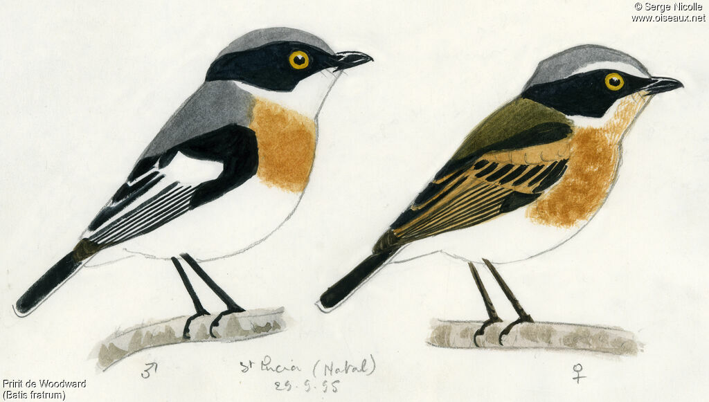 Woodwards' Batisadult, identification