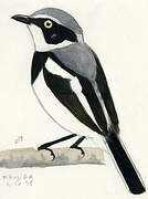 Chinspot Batis