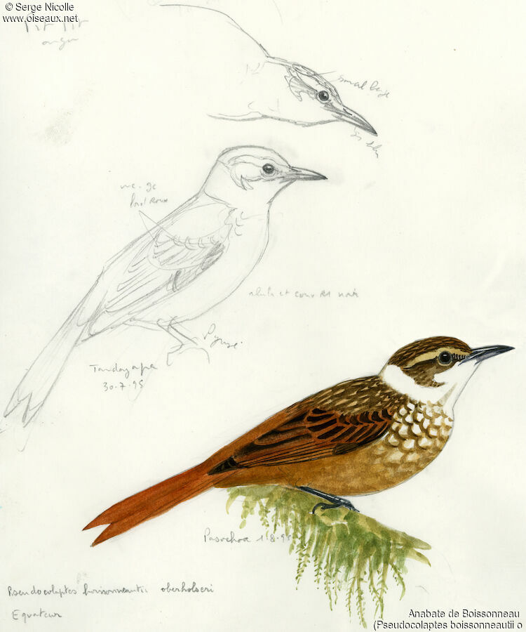 Pseudocolapte de Boissonneau
