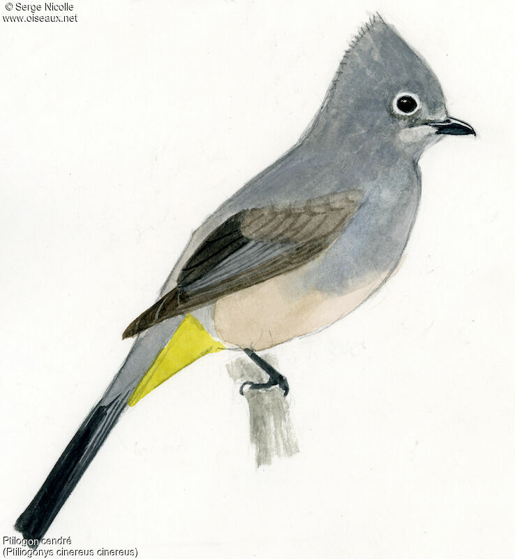 Grey Silky-flycatcher, identification