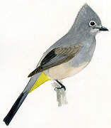 Grey Silky-flycatcher