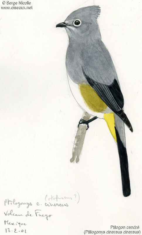 Grey Silky-flycatcher, identification
