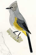 Grey Silky-flycatcher