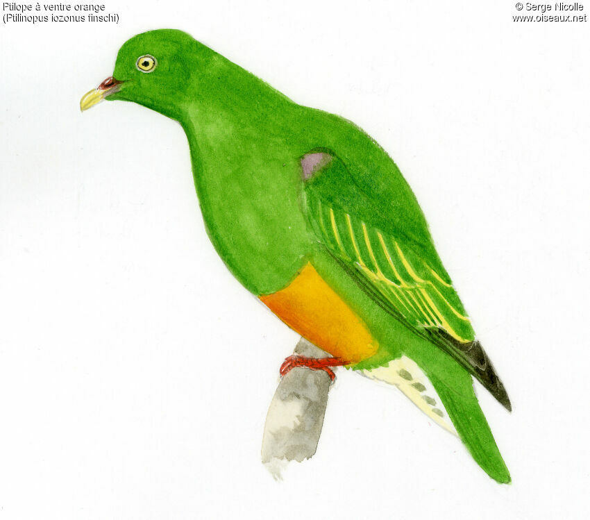 Orange-bellied Fruit Dove, identification