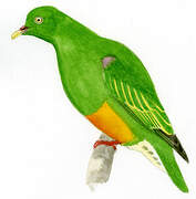 Orange-bellied Fruit Dove