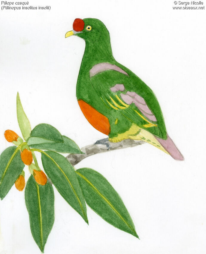 Knob-billed Fruit Dove, identification