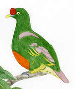 Knob-billed Fruit Dove