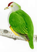 Beautiful Fruit Dove