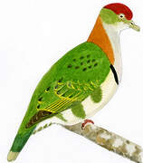 Superb Fruit Dove