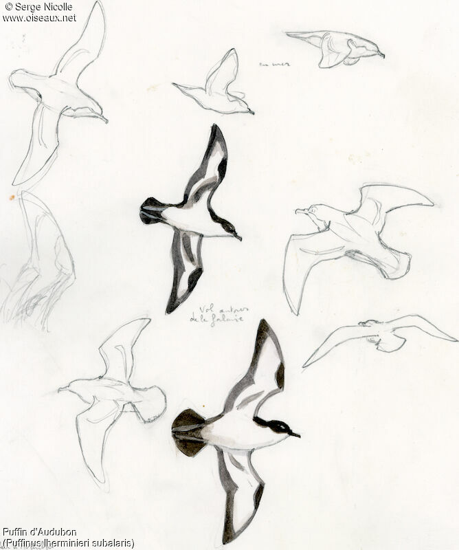 Audubon's Shearwater, identification