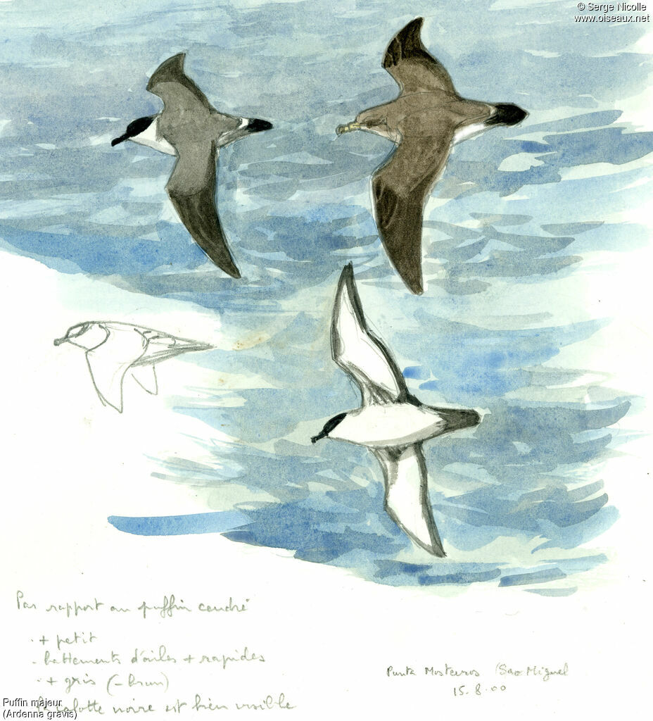 Great Shearwater, identification