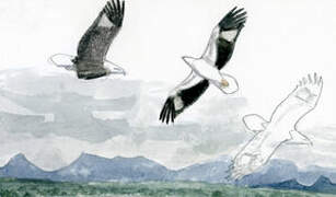 White-bellied Sea Eagle