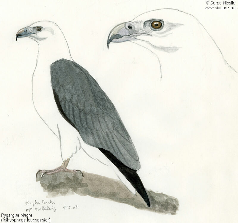 White-bellied Sea Eagle, identification