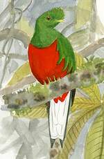 Quetzal antisien
