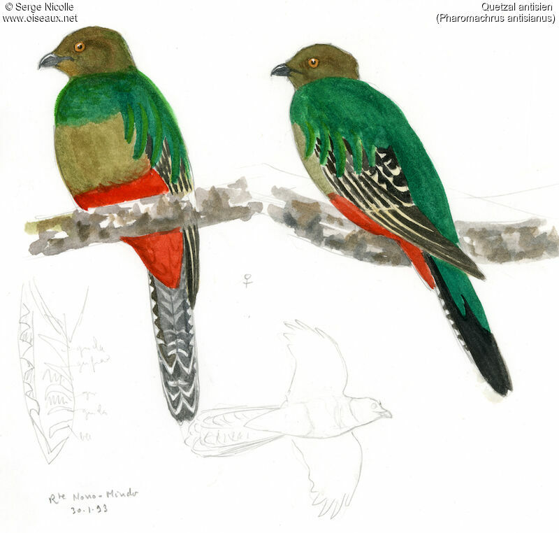 Quetzal antisien femelle, identification