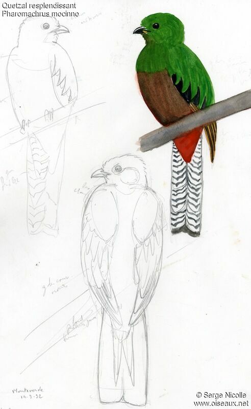 Quetzal resplendissant femelle, identification