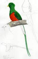 Quetzal resplendissant